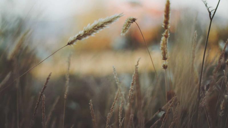 解锁饮食密码：科学营养搭配，开启健康养生新篇章