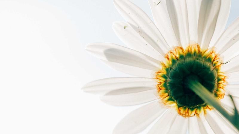 情绪管理新视角：用科学方法构建心理免疫力