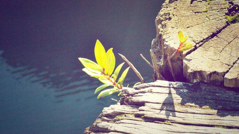 「饮食黄金法则」：解锁营养搭配的养生密码