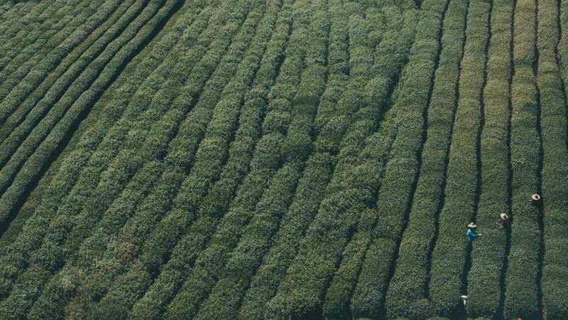 营养搭配黄金法则：吃出健康身体的科学饮食指南