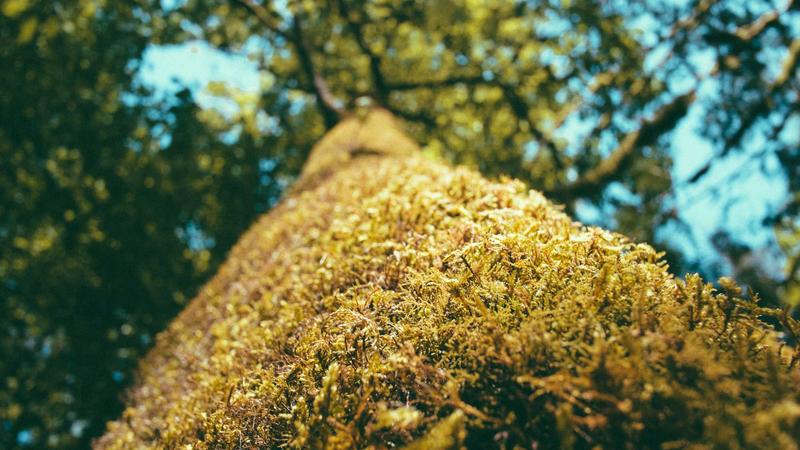 「饮食密码」解锁：科学搭配吃出健康免疫力